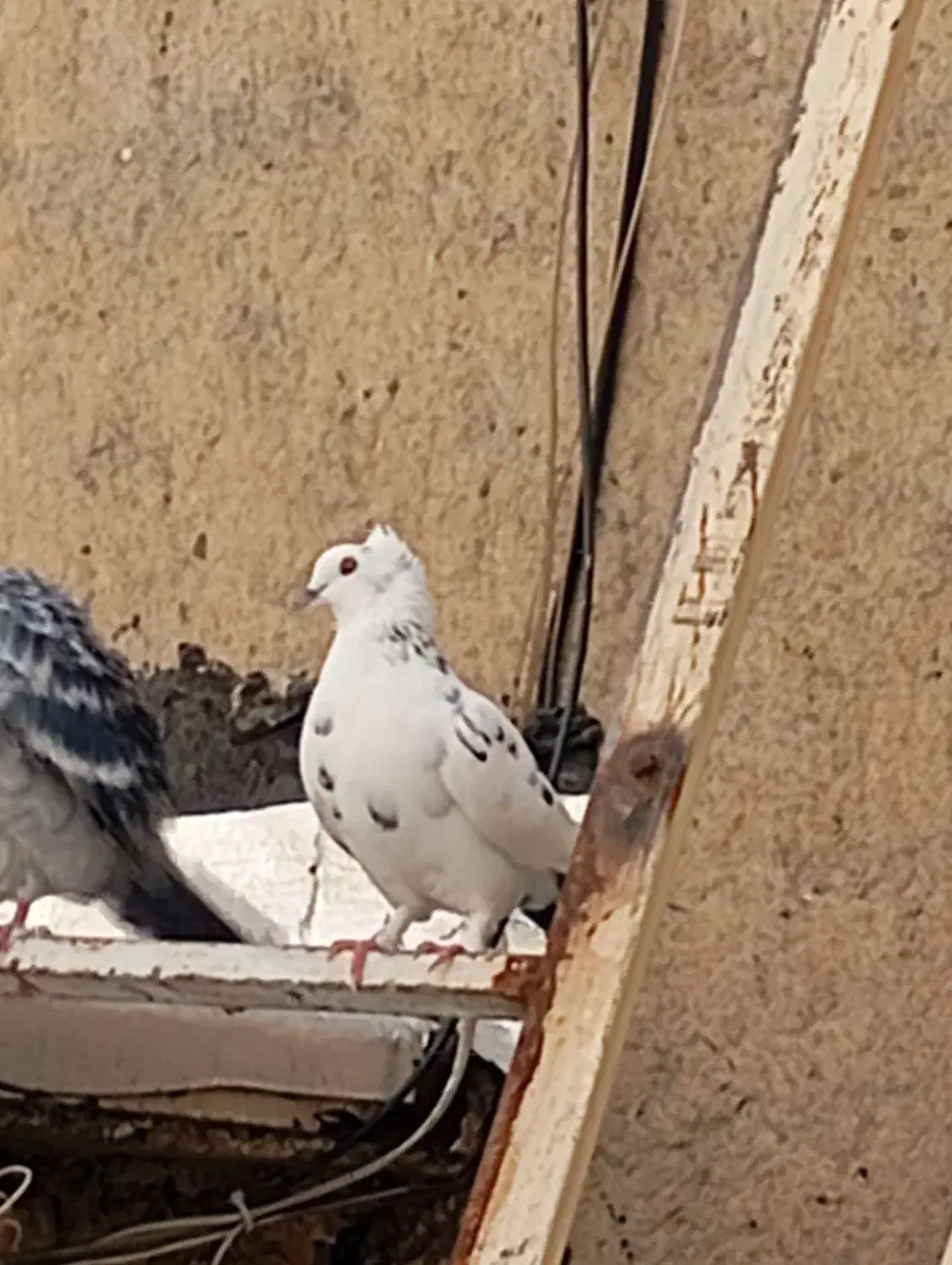 کبوتر نامه بر|پرنده|سنندج, |دیوار