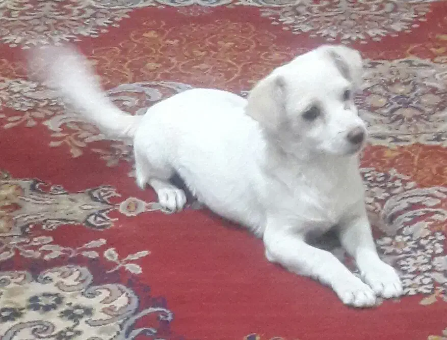 فروش سگ پاپی|سگ|مبارکه, |دیوار