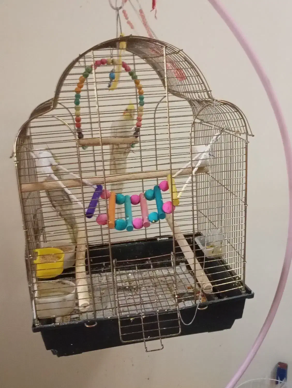 ۲عدد عروس هلندی|پرنده|تهران, ایوانک|دیوار