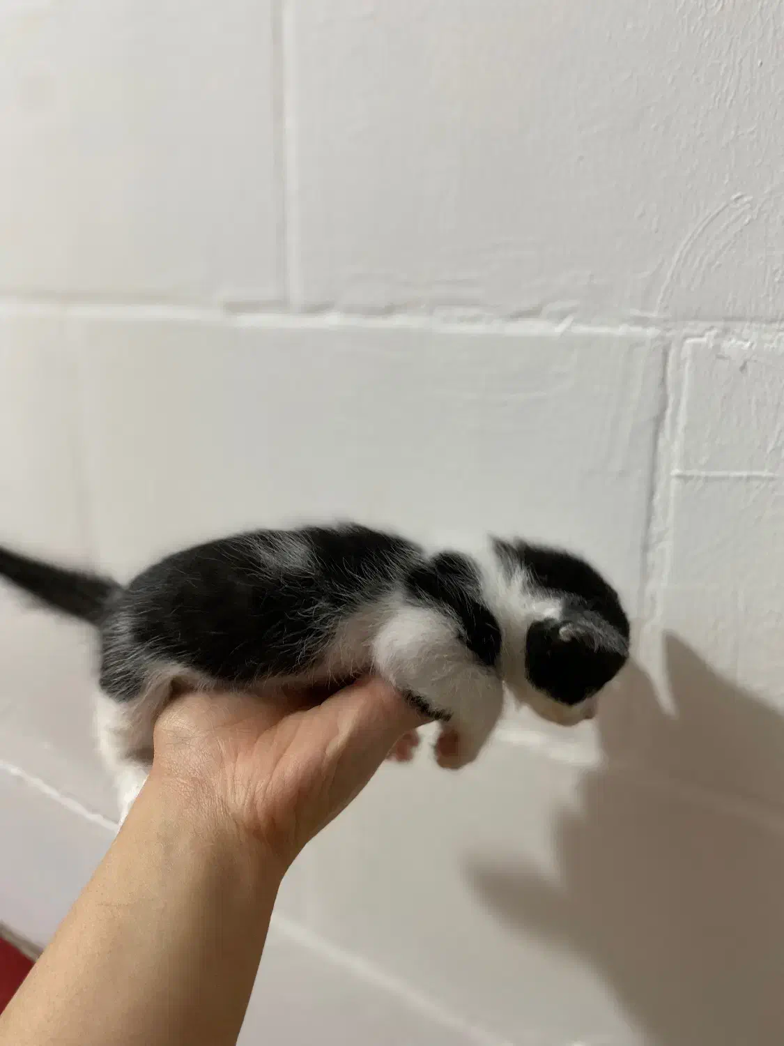 گربه|گربه|اهواز, فتح|دیوار