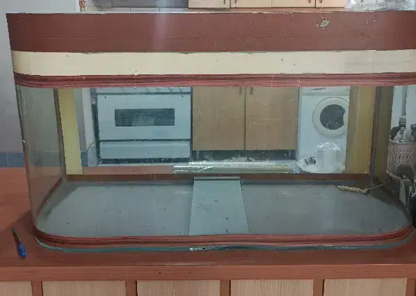 آکواریوم|ماهی|مشهد, تربیت (صدف)|دیوار