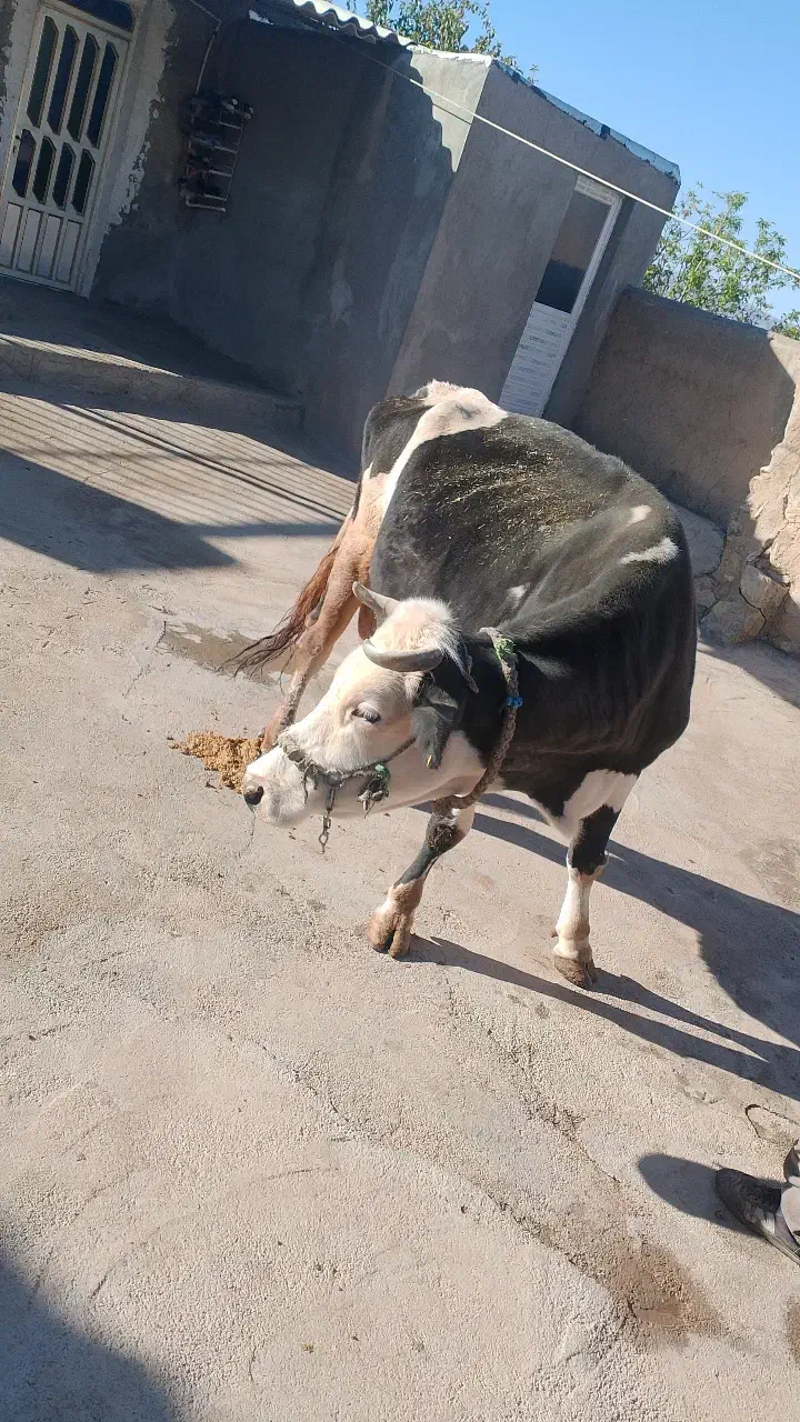 ماده گاو سیمیتال وزن 6000|حیوانات مزرعه|هرسین, |دیوار