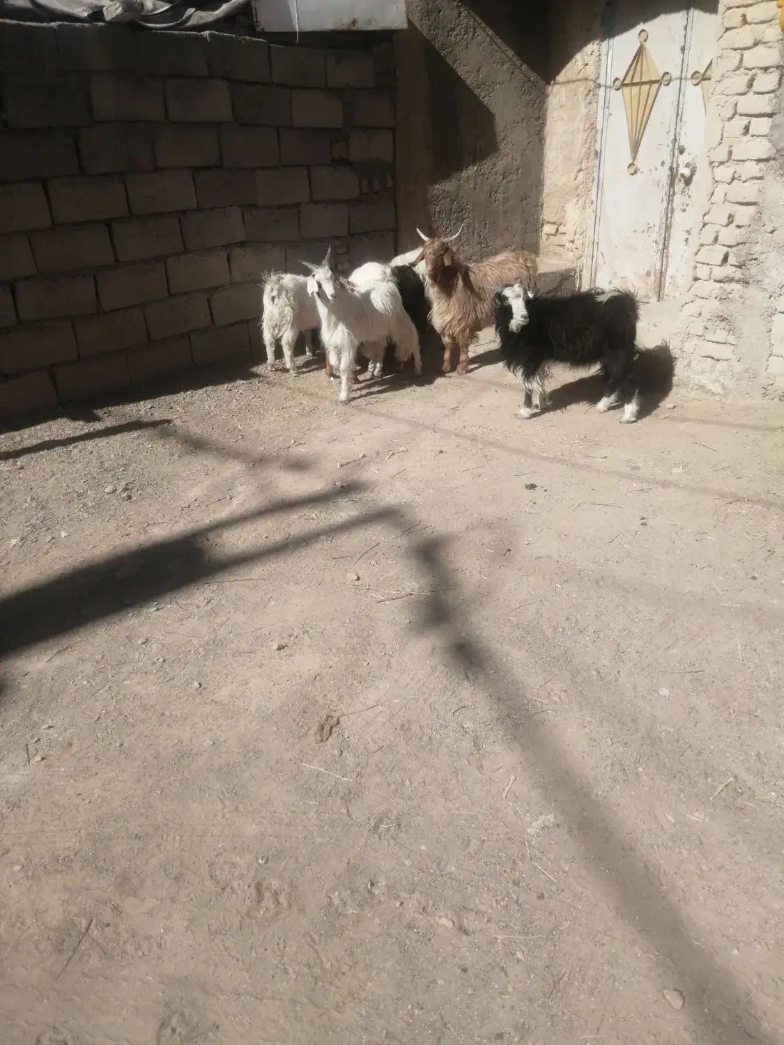 بزغاله نر ۲۷۵ بزغاله ماده ۲۴۵|حیوانات مزرعه|بیرجند, |دیوار