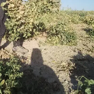 کاه گندم|لوازم جانبی حیوانات|قروه, |دیوار