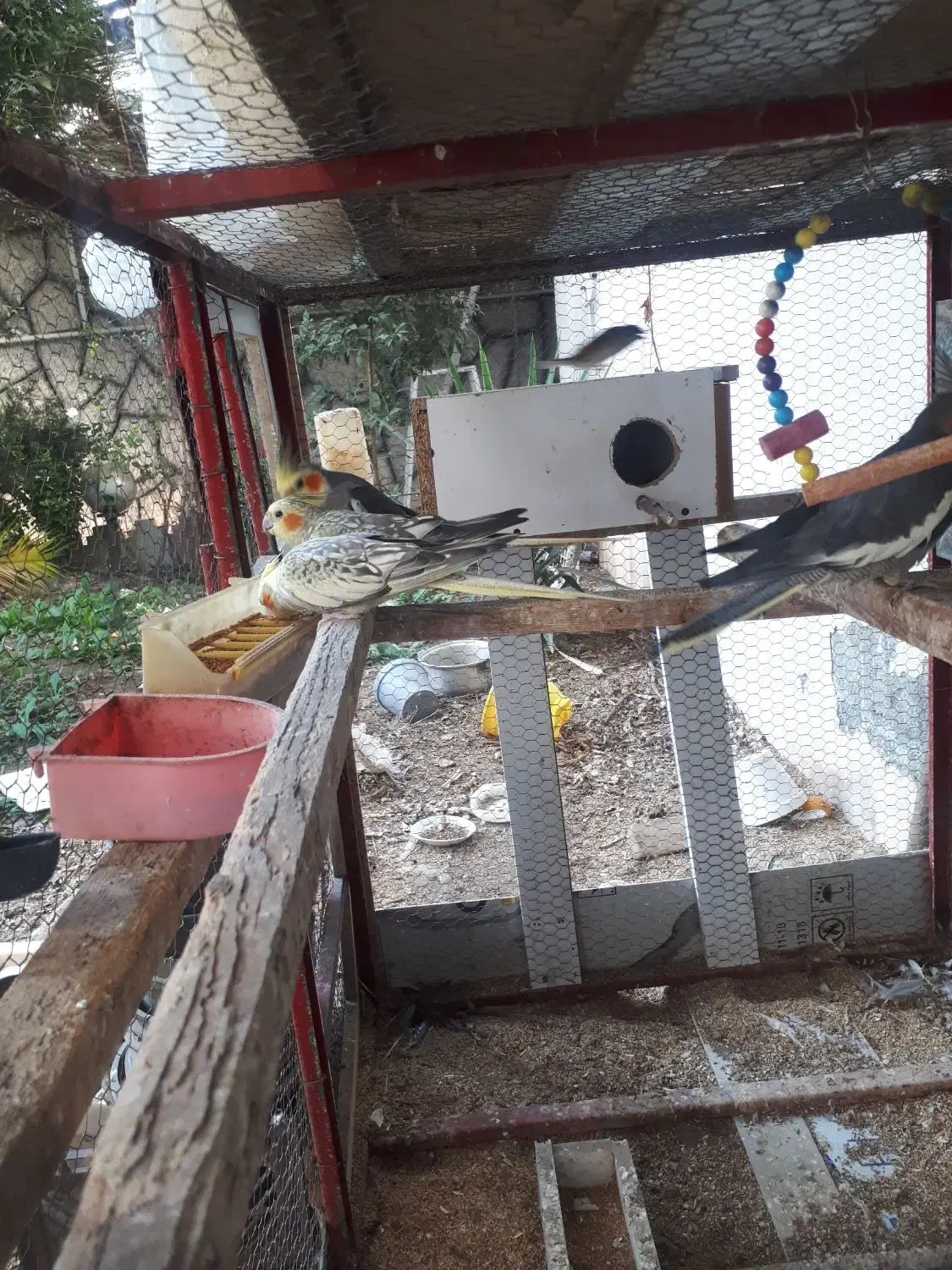 طوطی عروس هلندی|پرنده|قائمشهر, |دیوار