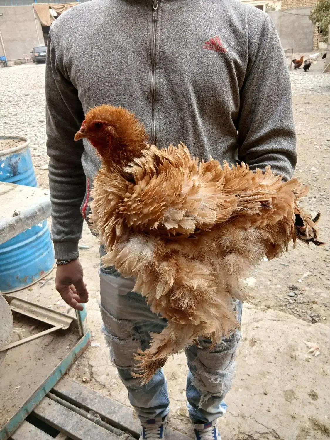 مرغ و خروس برهما مویی مفت ابریشمی|حیوانات مزرعه|پیشوا, |دیوار