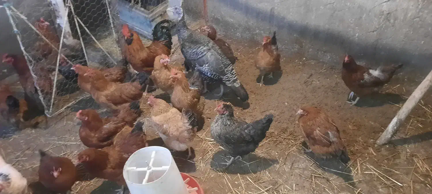 مرغ بومی|حیوانات مزرعه|هریس, |دیوار