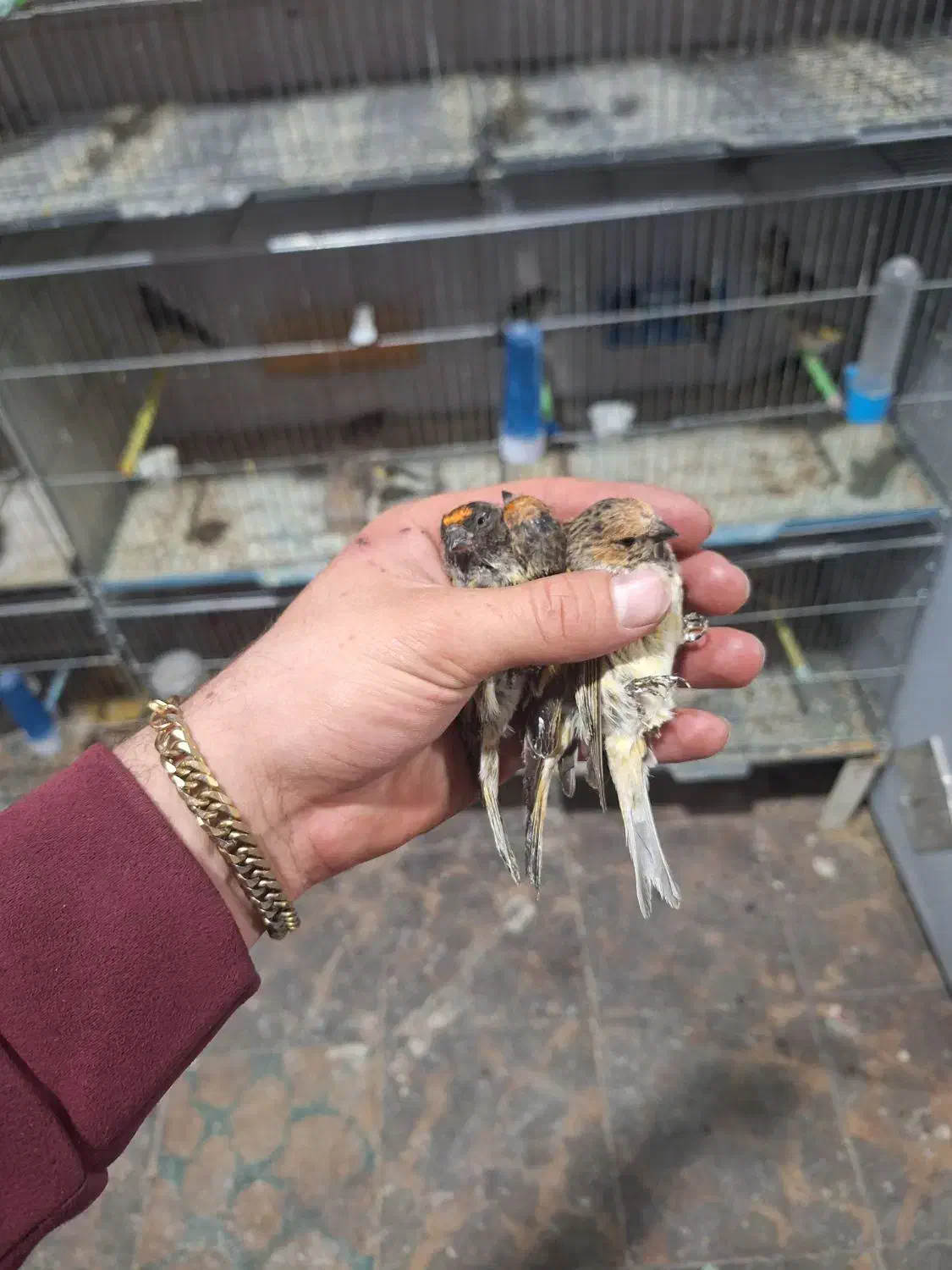 سهره قناری گلبسر تک و تعداد|پرنده|اسکو, |دیوار