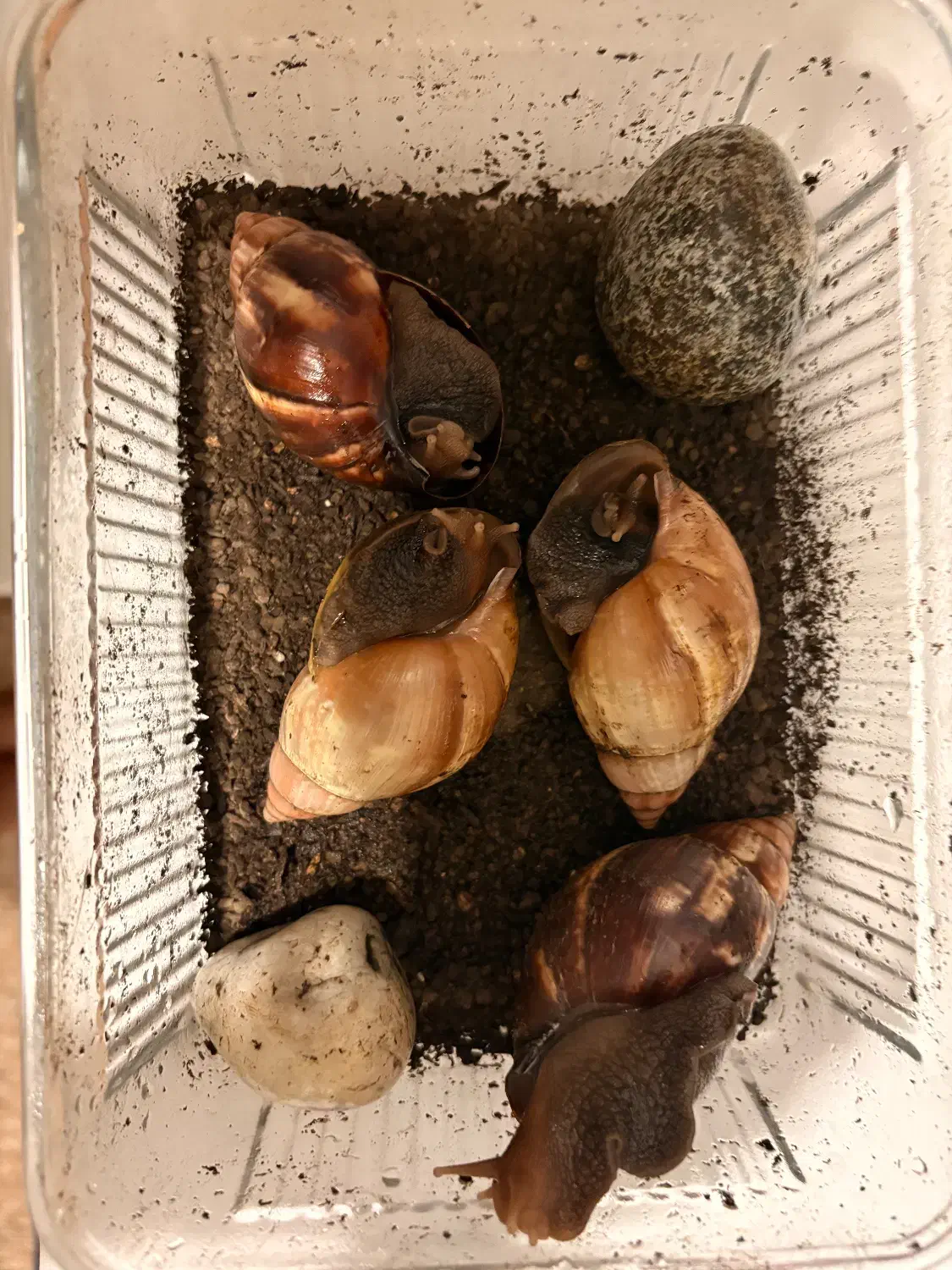 چهار عدد حلزون به علاوه یک کیلو مکمل رشد|خزنده|شیراز, کلاهدوز|دیوار