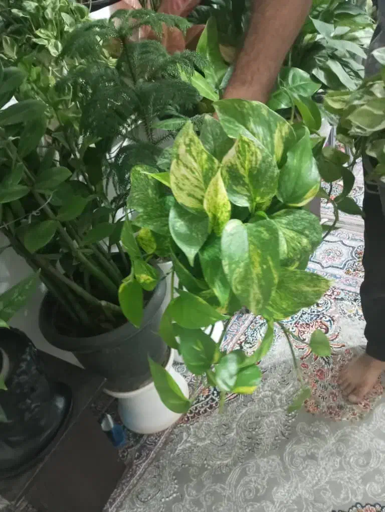 بهترین هدیه|گل و گیاه طبیعی|بندر ماهشهر, |دیوار