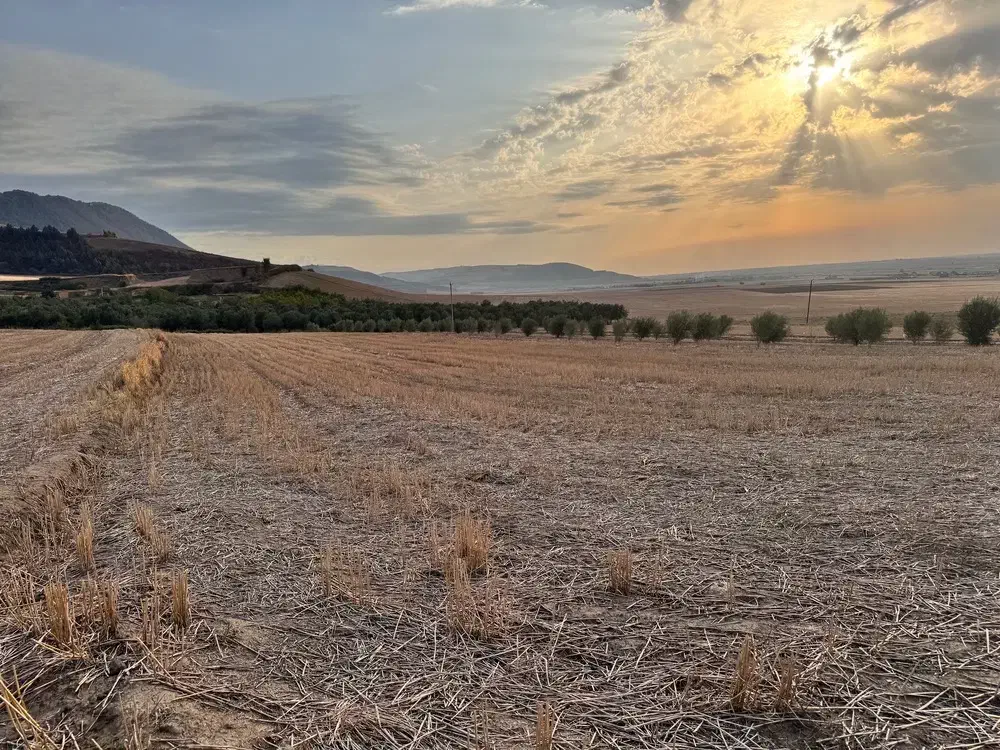 باغ زیتون و کشاورزی با تخفیف ویژه|فروش زمین و ملک کلنگی|مینودشت, |دیوار