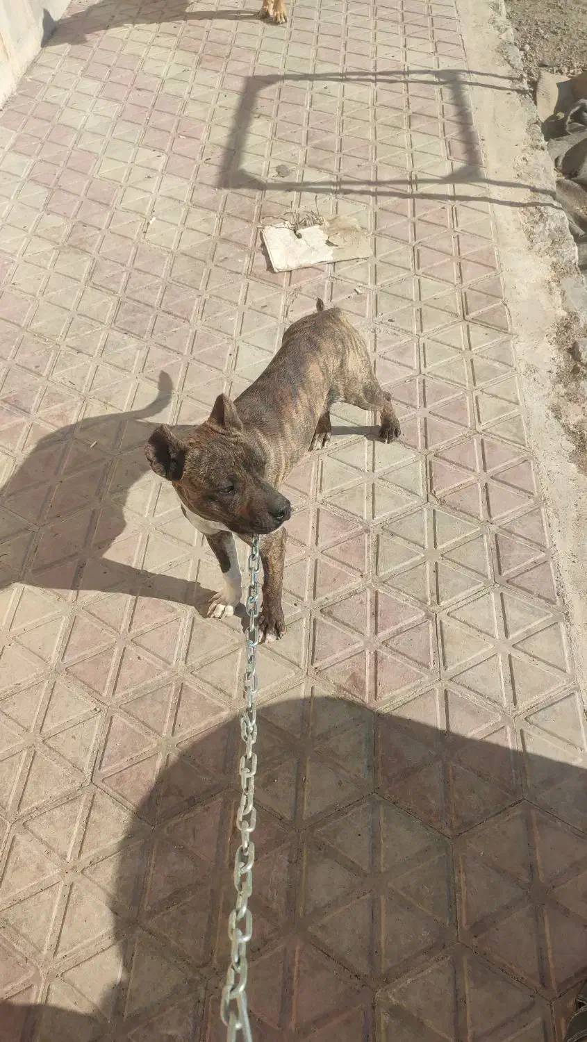 پیت بول|سگ|لنجان, |دیوار