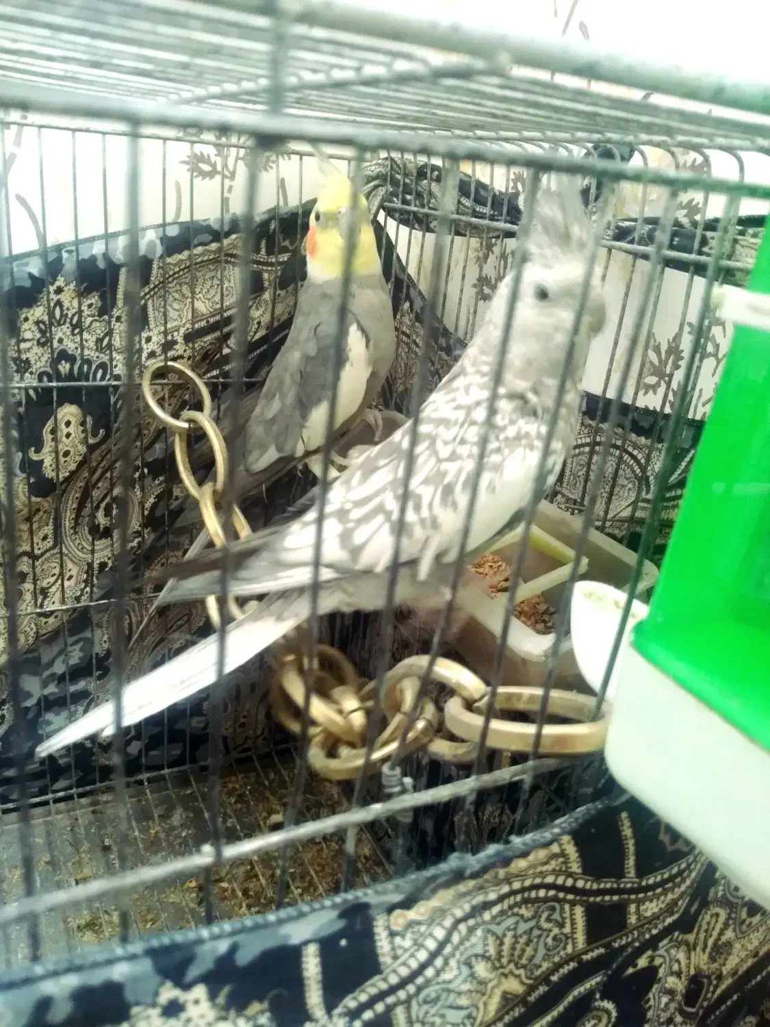 عروس هلندی|پرنده|بروجرد, |دیوار