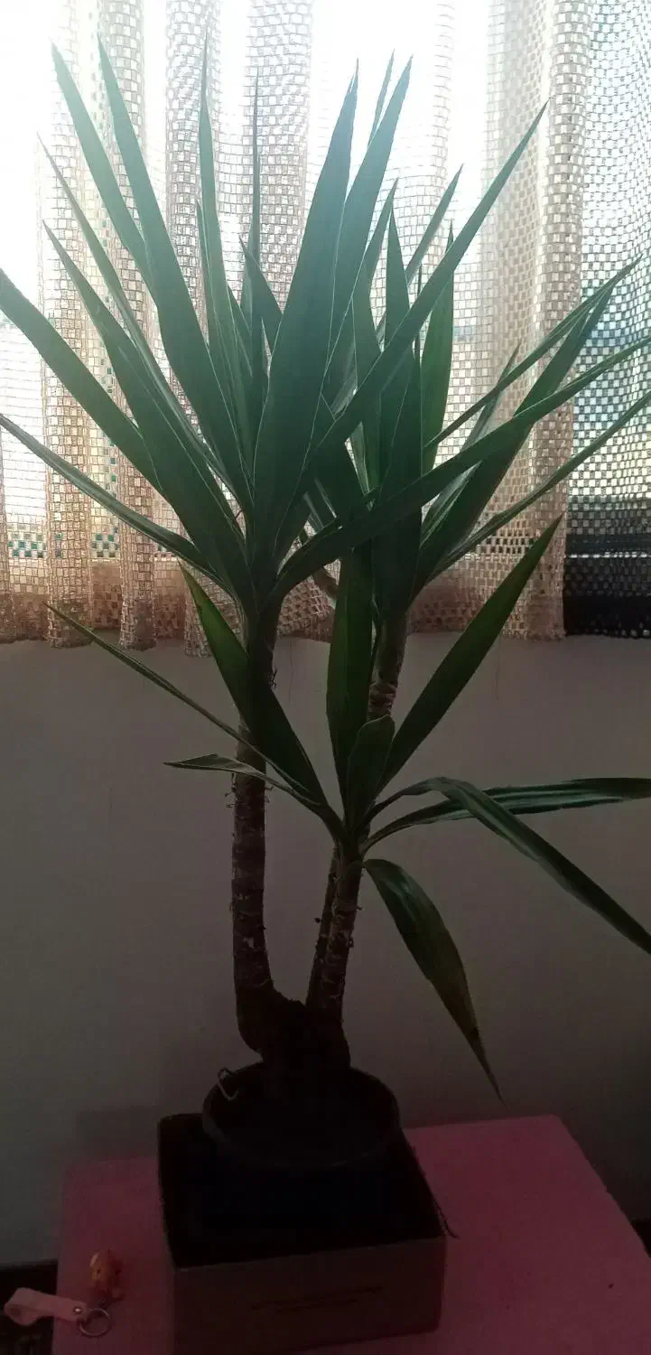 گل توکا معاوضه با آینه|گل و گیاه طبیعی|مشهد, رده|دیوار