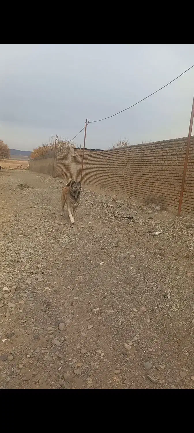 سگ نگهبان|سگ|فشاپویه, |دیوار