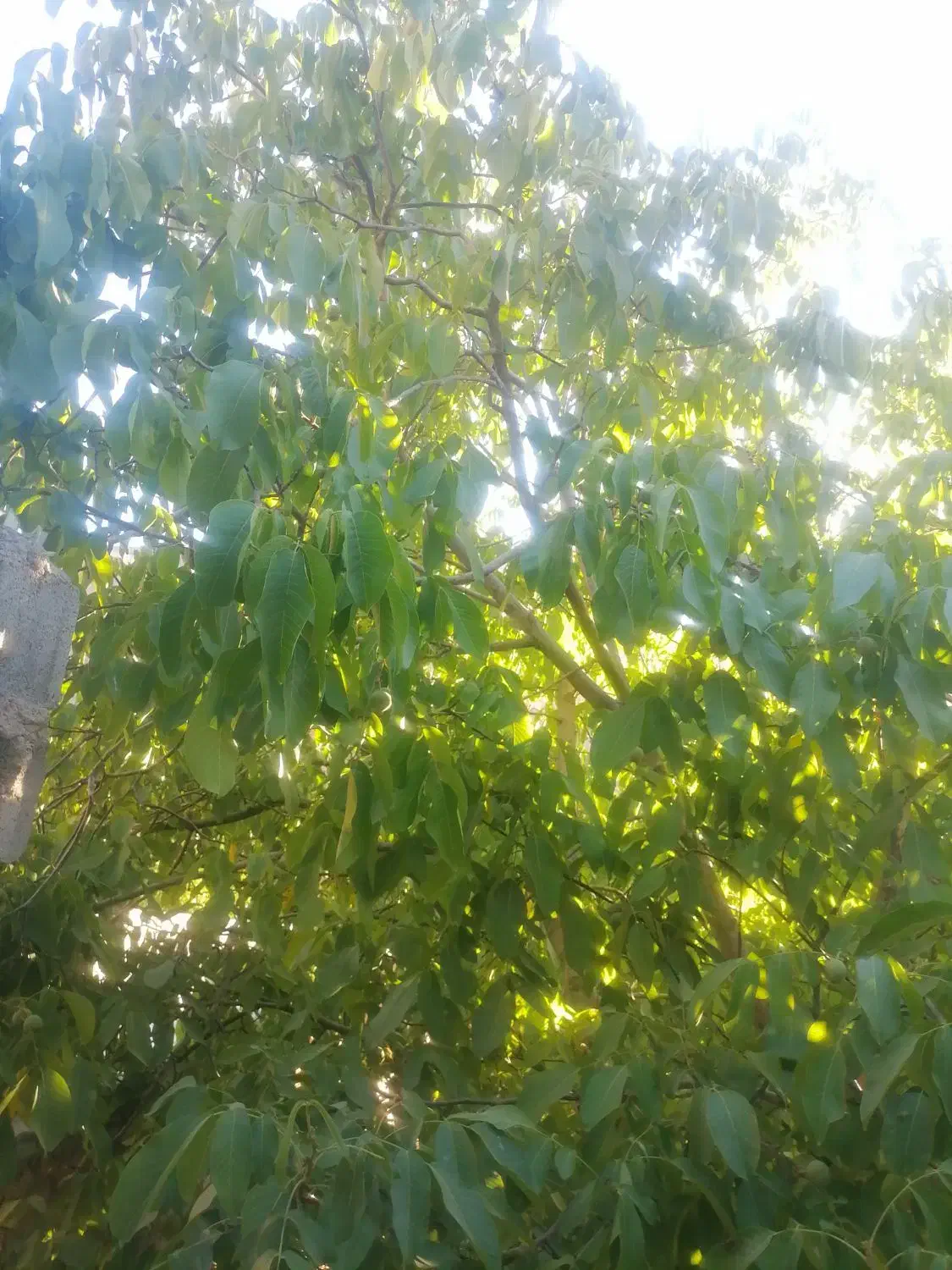 خرید و فروش وام|خدمات مالی، حسابداری، بیمه|بجنورد, |دیوار