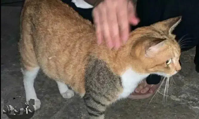 گربه اهلی|گربه|زنجان, |دیوار