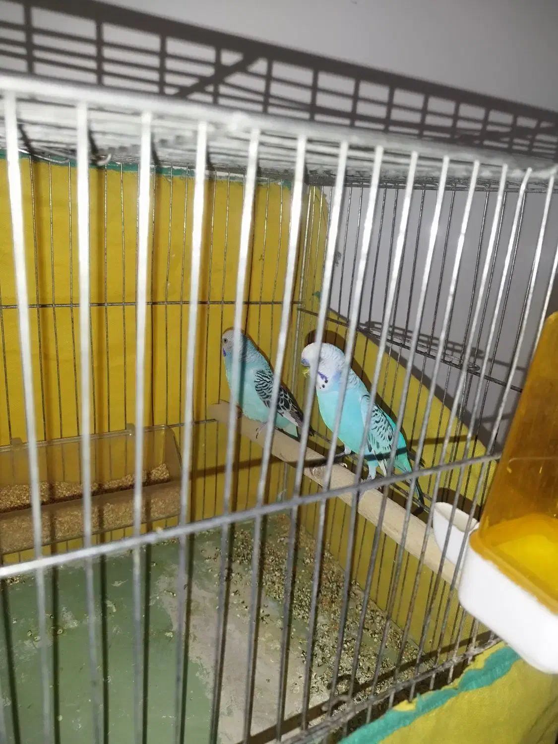 یک‌جفت مرغ عشق|پرنده|رزن, |دیوار