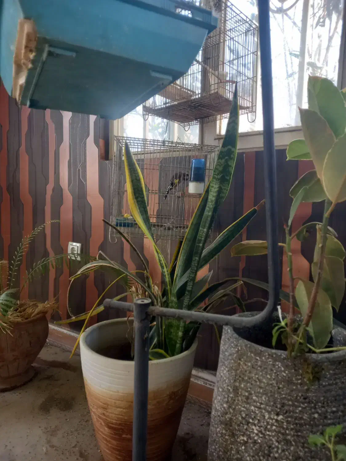 سهره قرص جوجه قفس|پرنده|وحیدیه, |دیوار