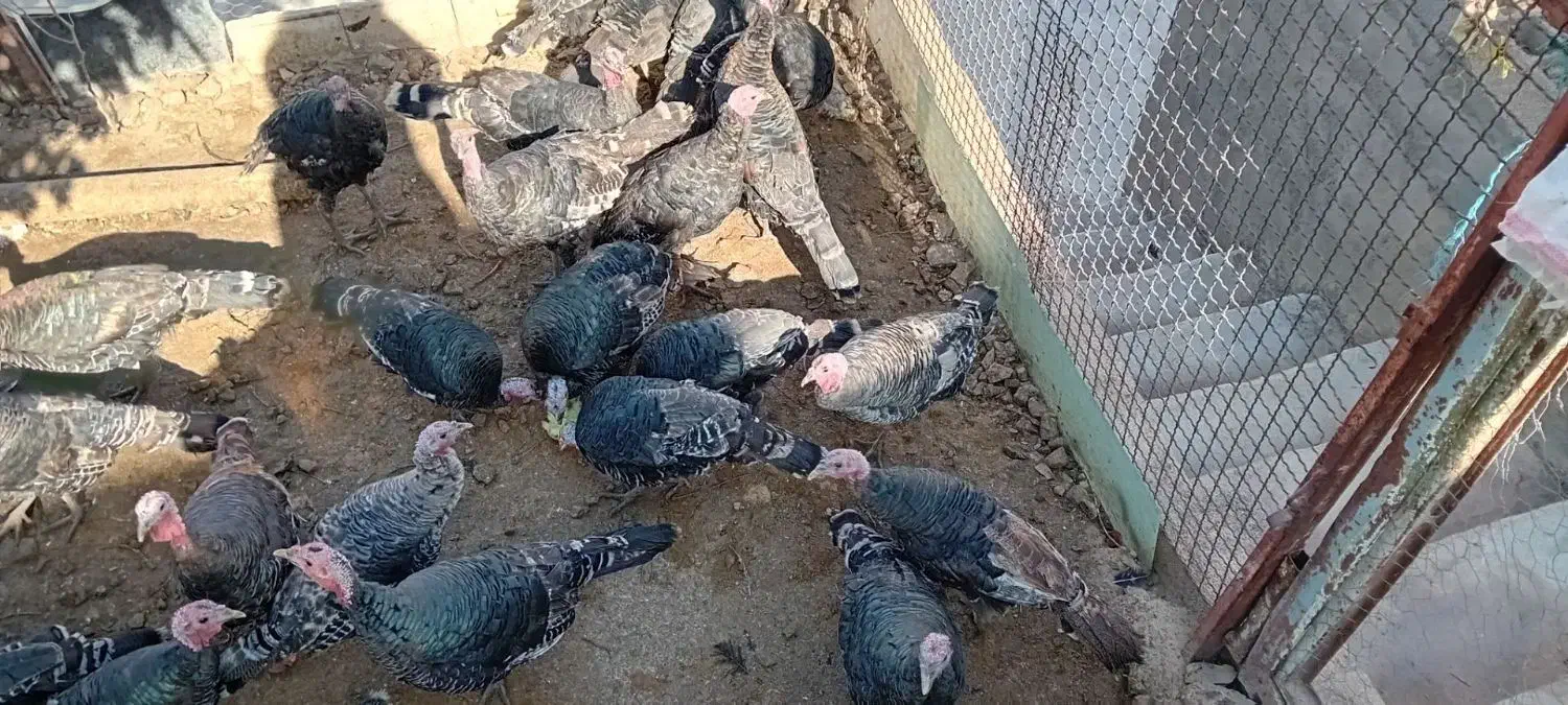 5عدد بوقلمون ماده|حیوانات مزرعه|هرسین, |دیوار