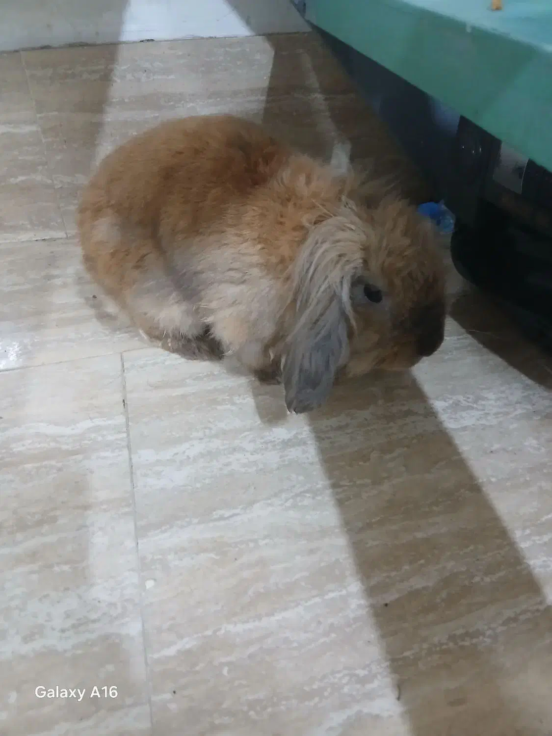 خرگوش بامزه وسالم واگزار میشود|موش و خرگوش|کیش, |دیوار