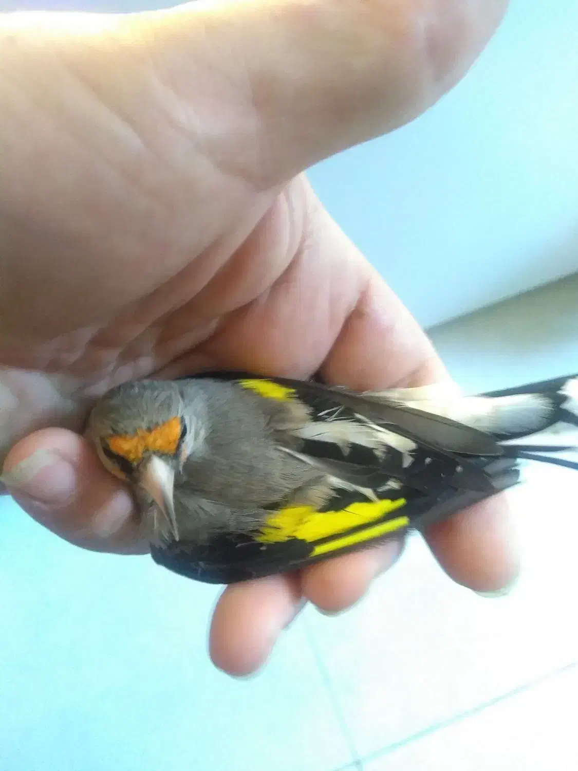 سهره کرمانی نر خوش قواره|پرنده|گنبد کاووس, |دیوار