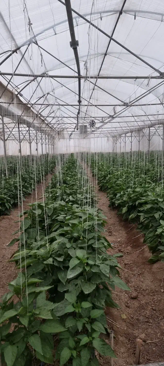 سرکارگر گلخانه|خدمات باغبانی و درختکاری|فلاورجان, |دیوار