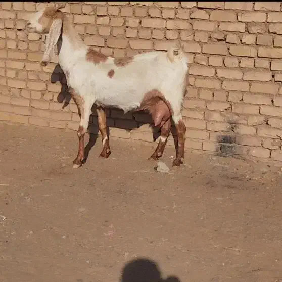 بز شیرا|حیوانات مزرعه|شهرآباد, |دیوار