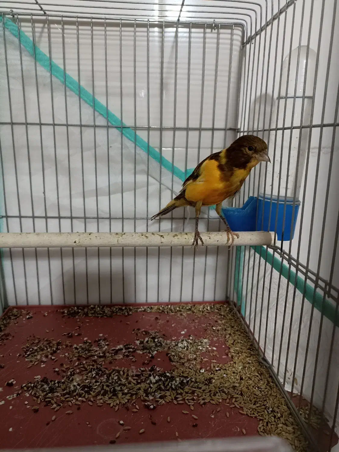 قناری ابلغ|پرنده|شیراز, کوشک میدان|دیوار