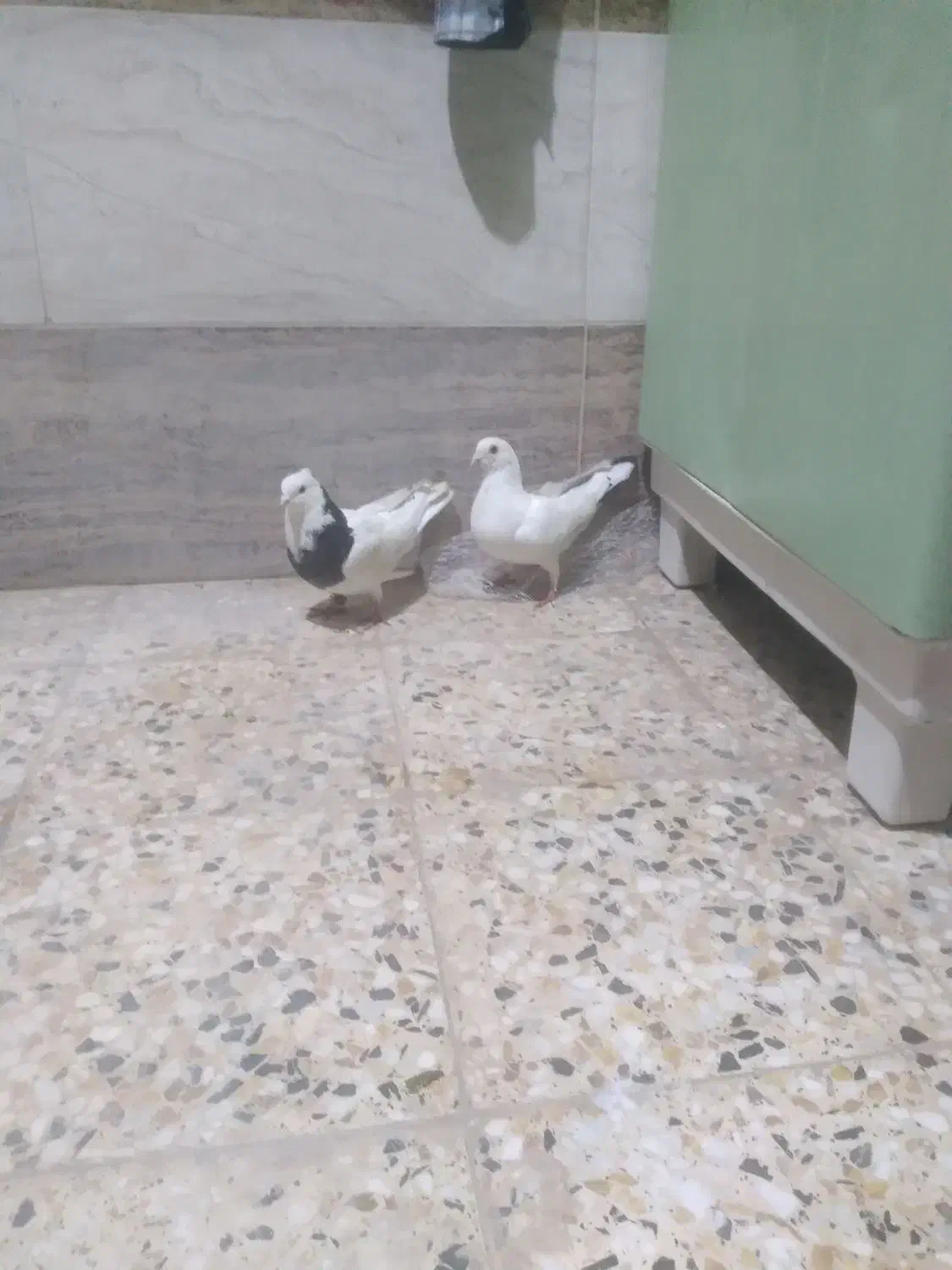 کبوتر|پرنده|اردل, |دیوار