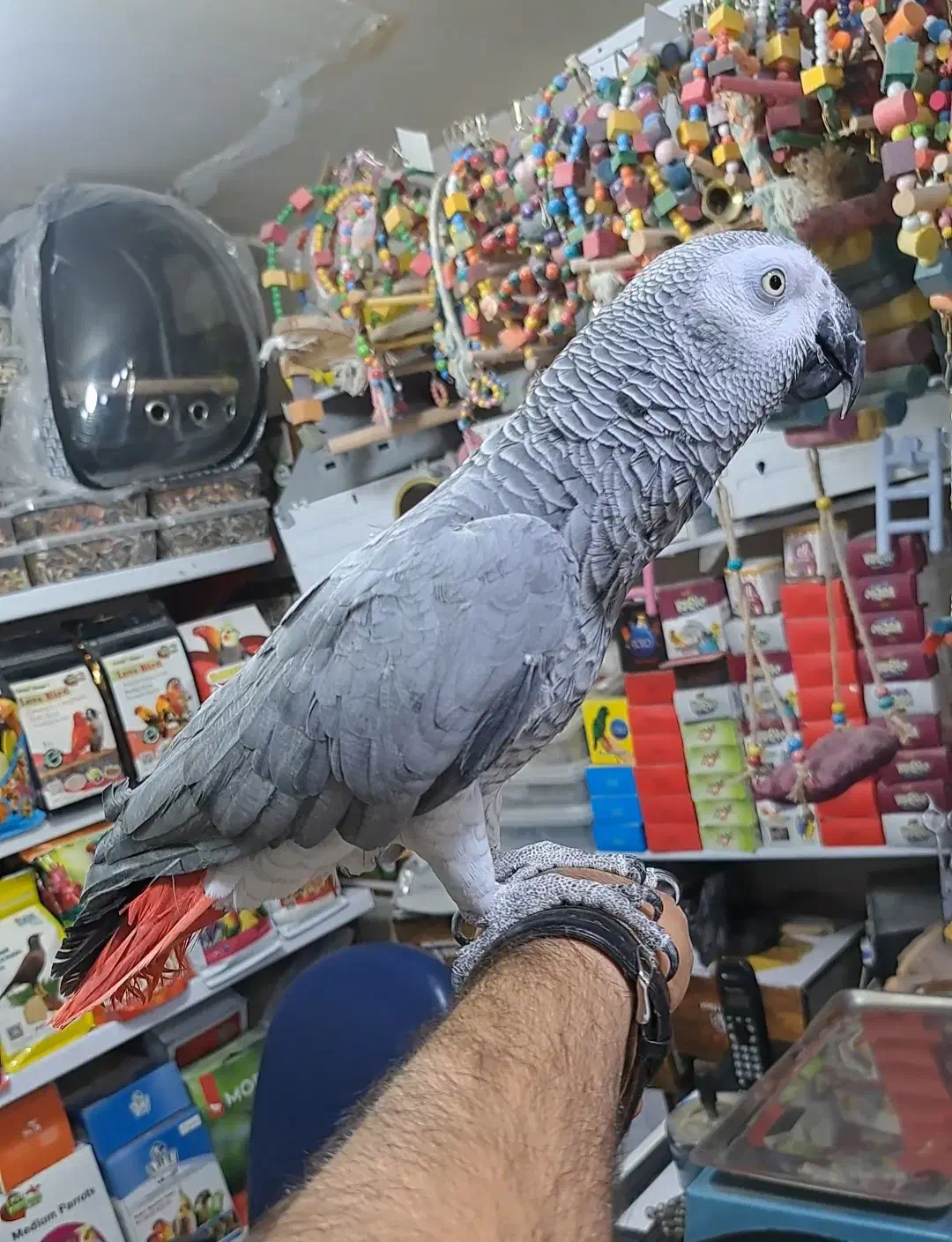 طوطی|پرنده|بوکان, |دیوار