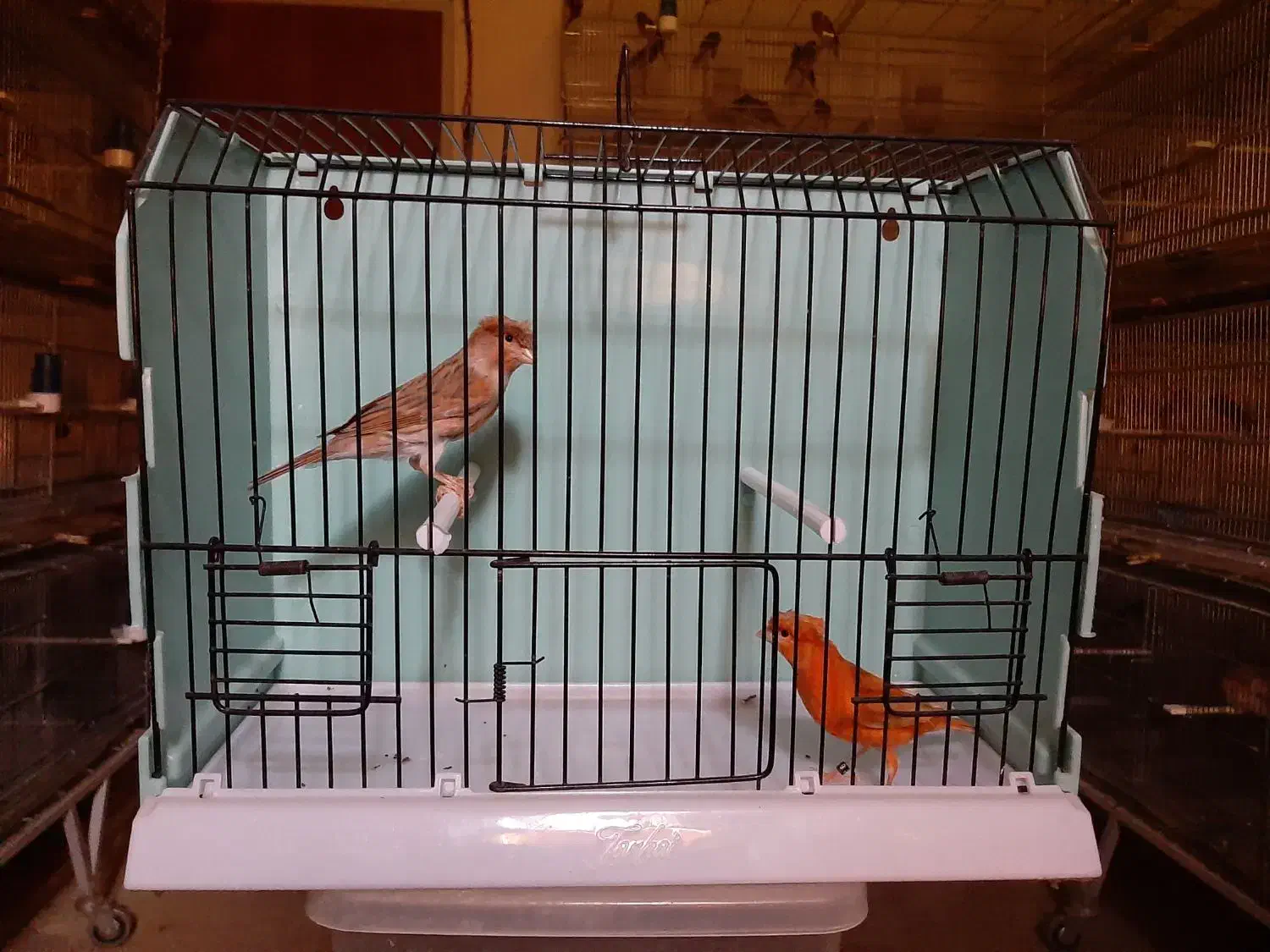 قناری ماده|پرنده|رودهن, |دیوار