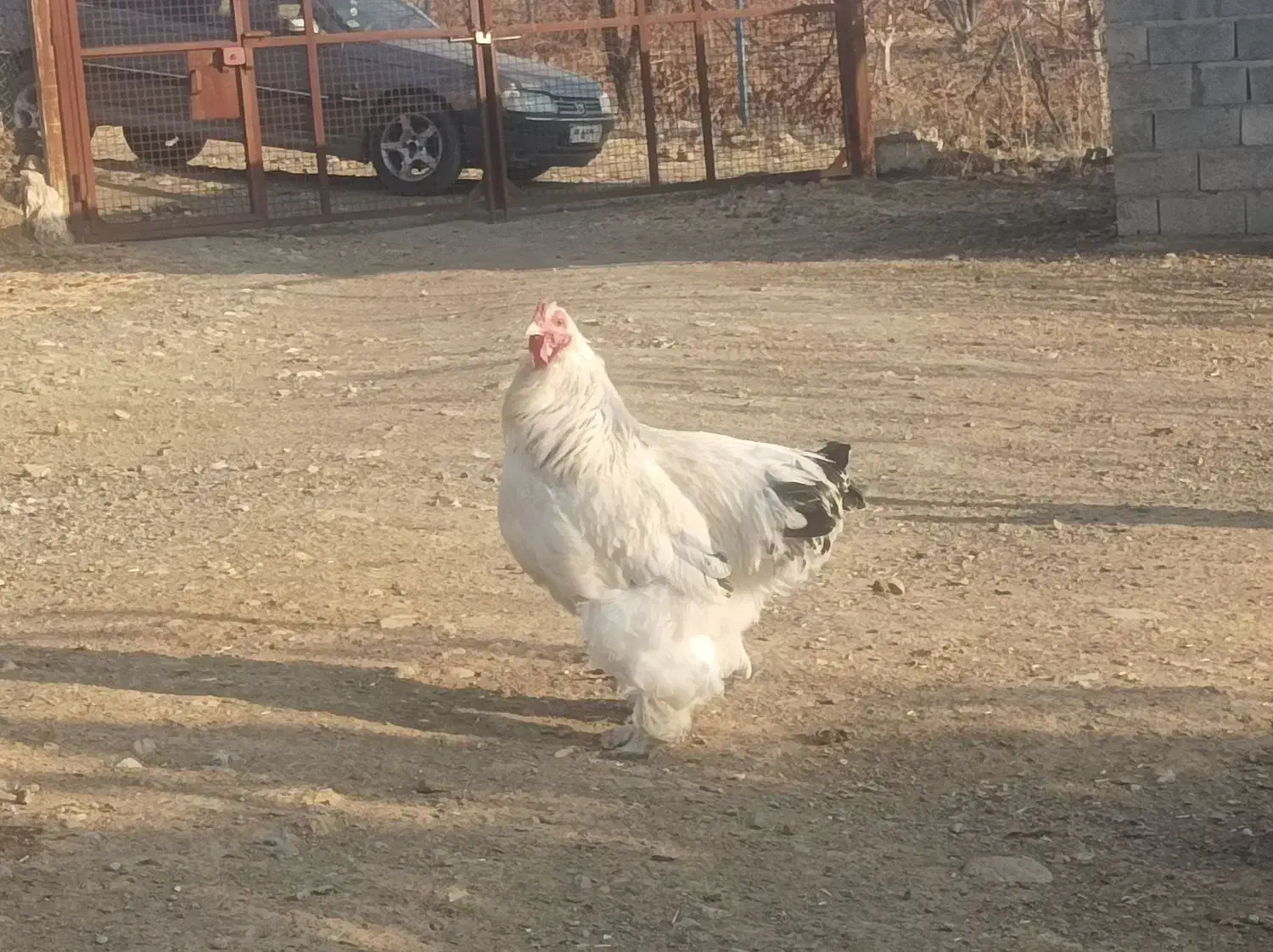 3عددخروس برهما|حیوانات مزرعه|بانه, |دیوار