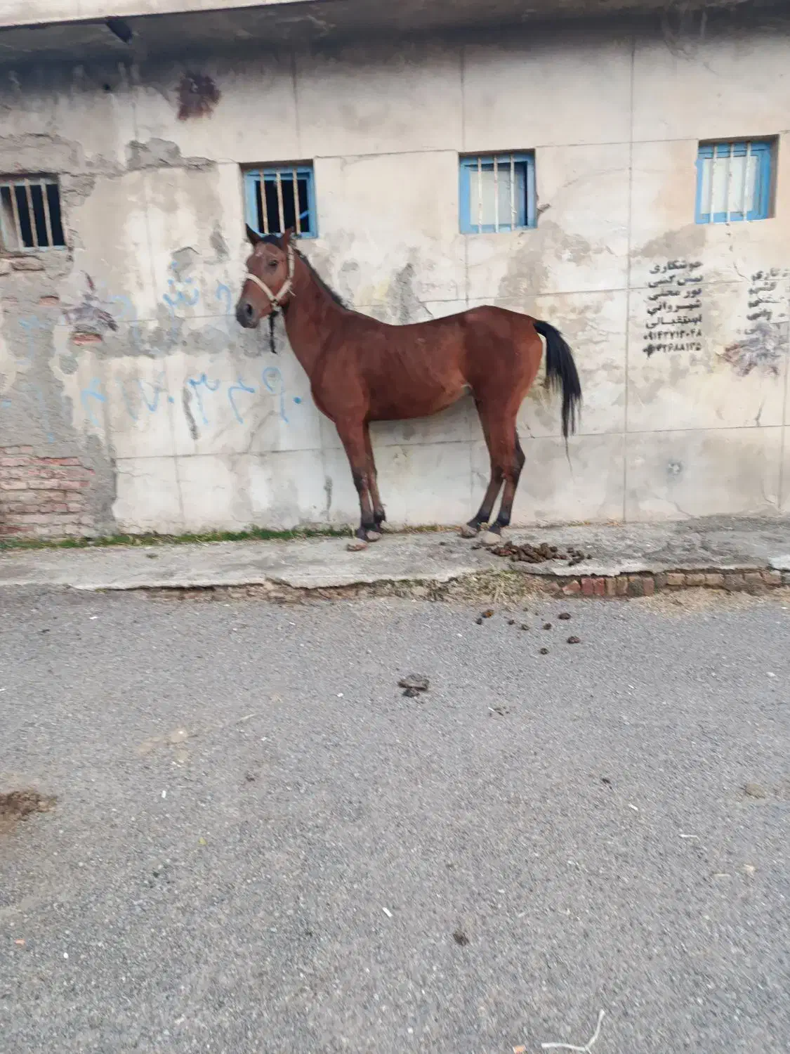 اسب|اسب و تجهیزات اسب‌سواری|شبستر, |دیوار