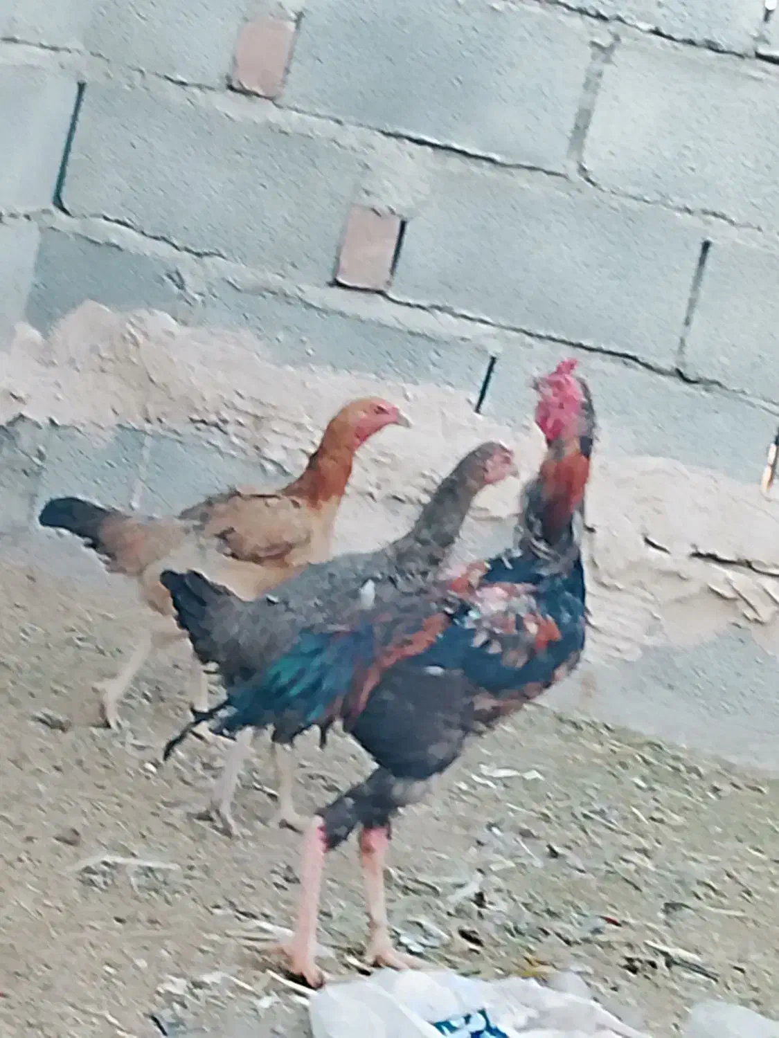 مرغ و خروس|پرنده|ایرانشهر, |دیوار