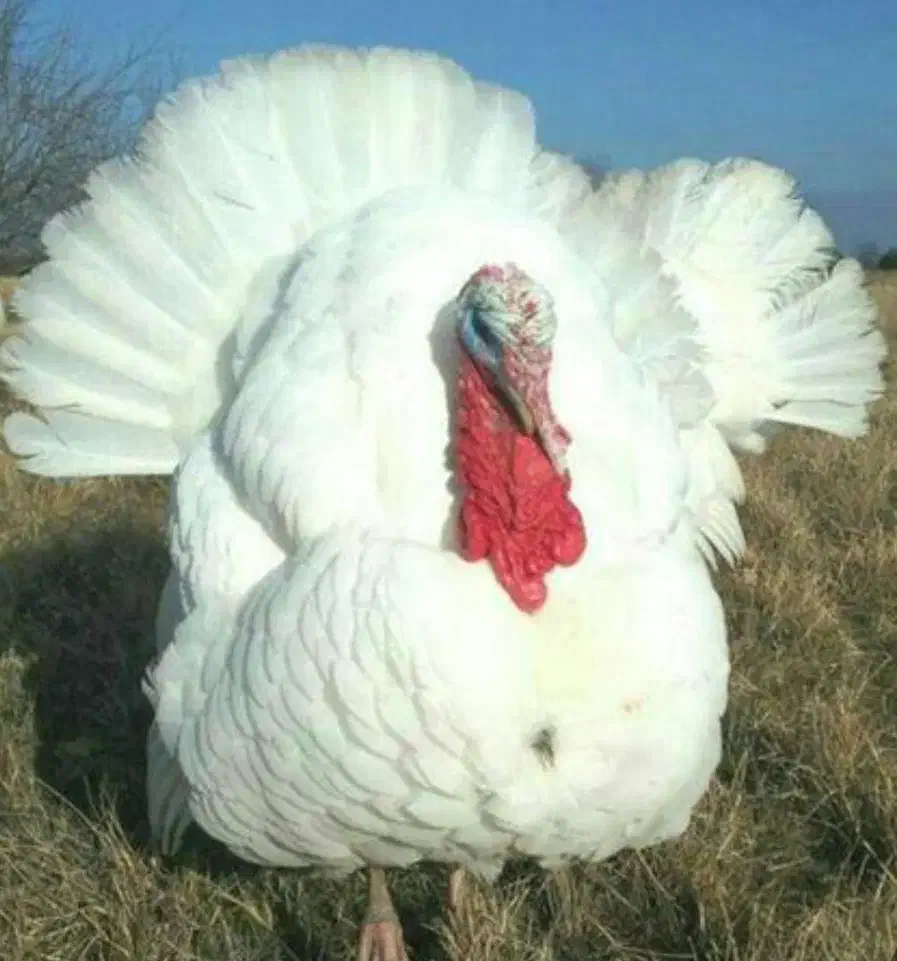 بوقلمون کاملا طبیعی|حیوانات مزرعه|بانه, |دیوار