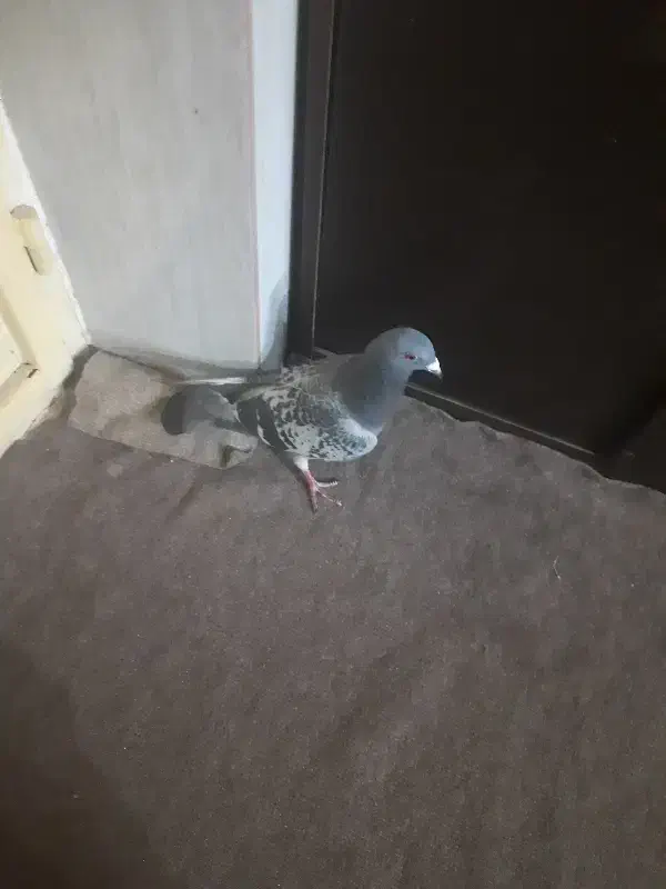 کبوتر|پرنده|آباده, |دیوار