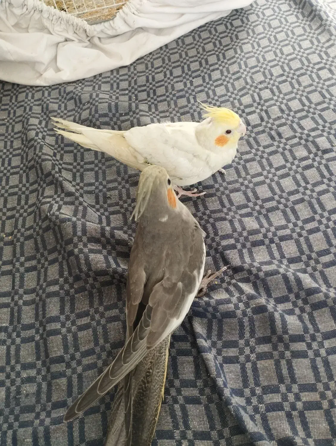 جفت جوجه عروس نر|پرنده|بردسکن, |دیوار