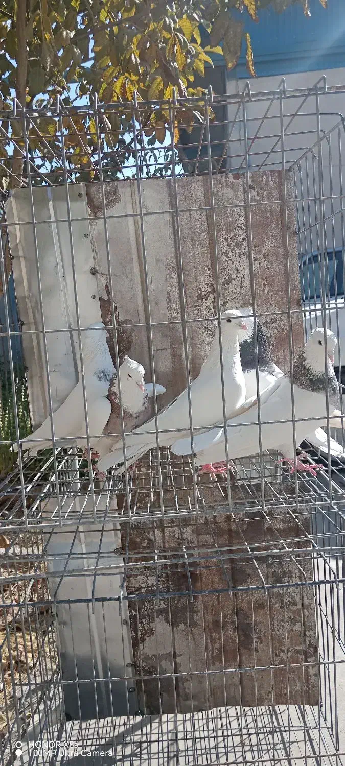 5 عدد نره یکه طوقی بی نظیر|پرنده|خرمآباد, |دیوار