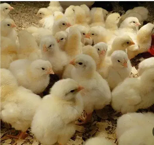 جوجه گوشتی راس 308|حیوانات مزرعه|ورامین, خیر آباد|دیوار