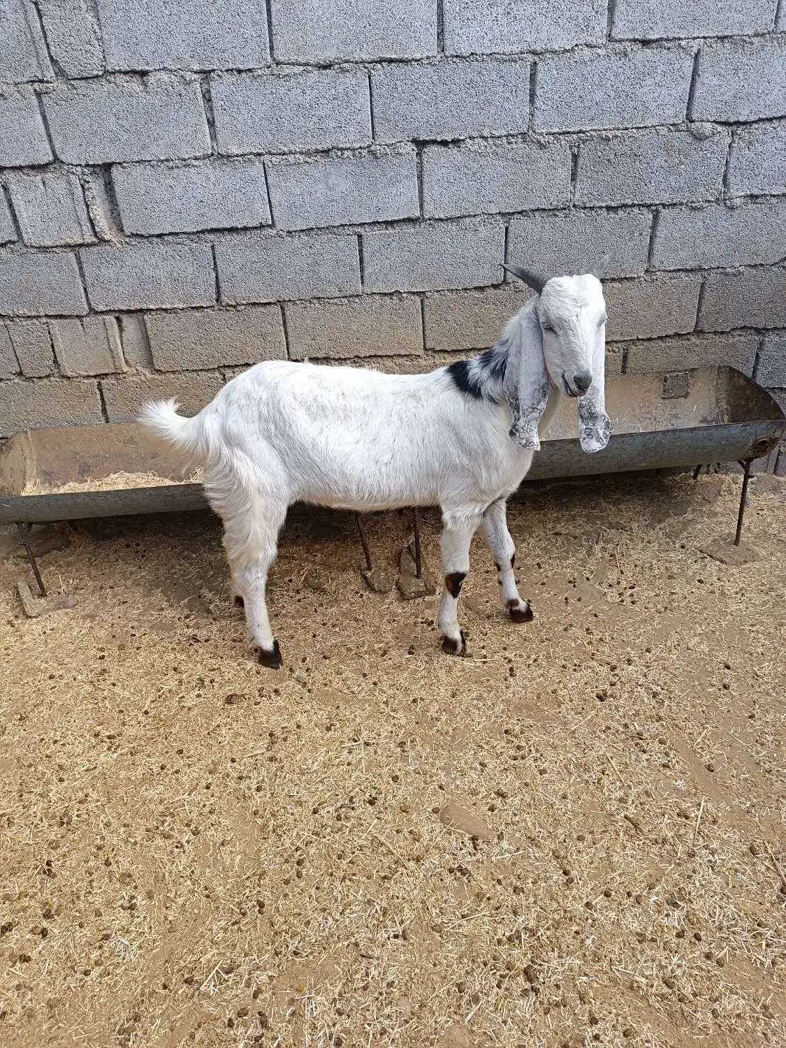 پازن پاکستانی|حیوانات مزرعه|بهبهان, |دیوار