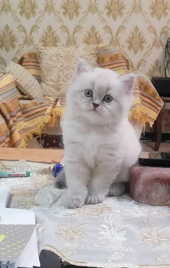 گربه بیریتیش|گربه|اصفهان, مهدی آباد|دیوار