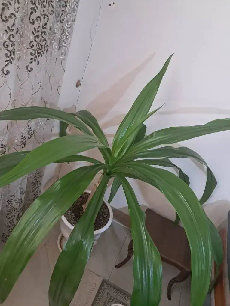 اشک ملکه|گل و گیاه طبیعی|شاهینشهر, خانه کارگر|دیوار