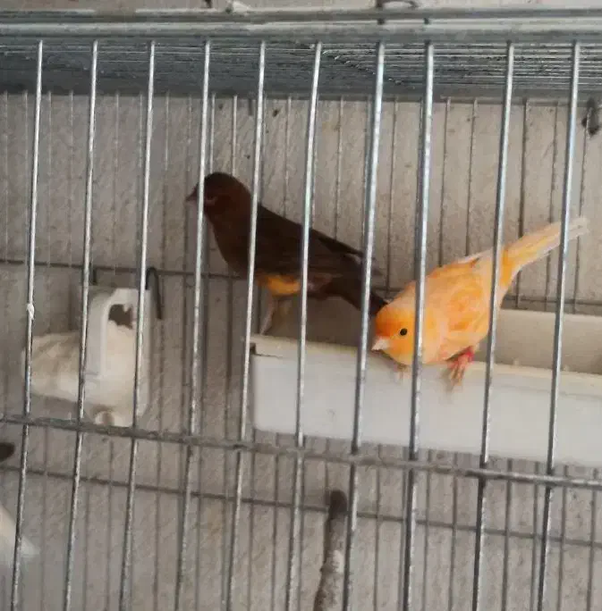 رد فکتور. سبز . پرتقالی. لیمویی . فائو|پرنده|چهارباغ, |دیوار