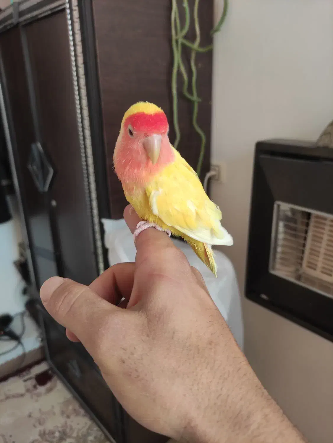 طوطی برزیلی|پرنده|کازرون, |دیوار