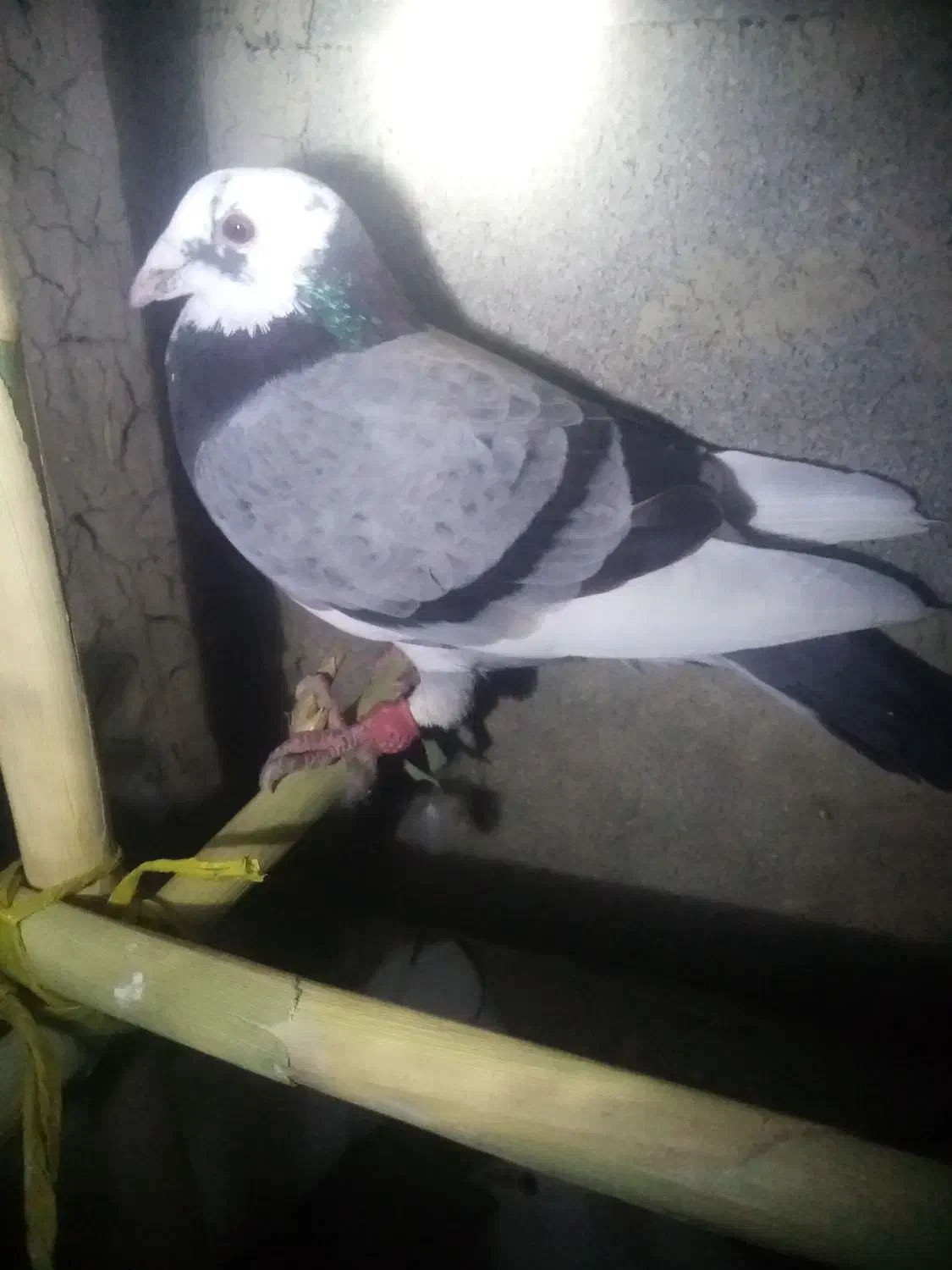 کفتر|پرنده|مانه, |دیوار