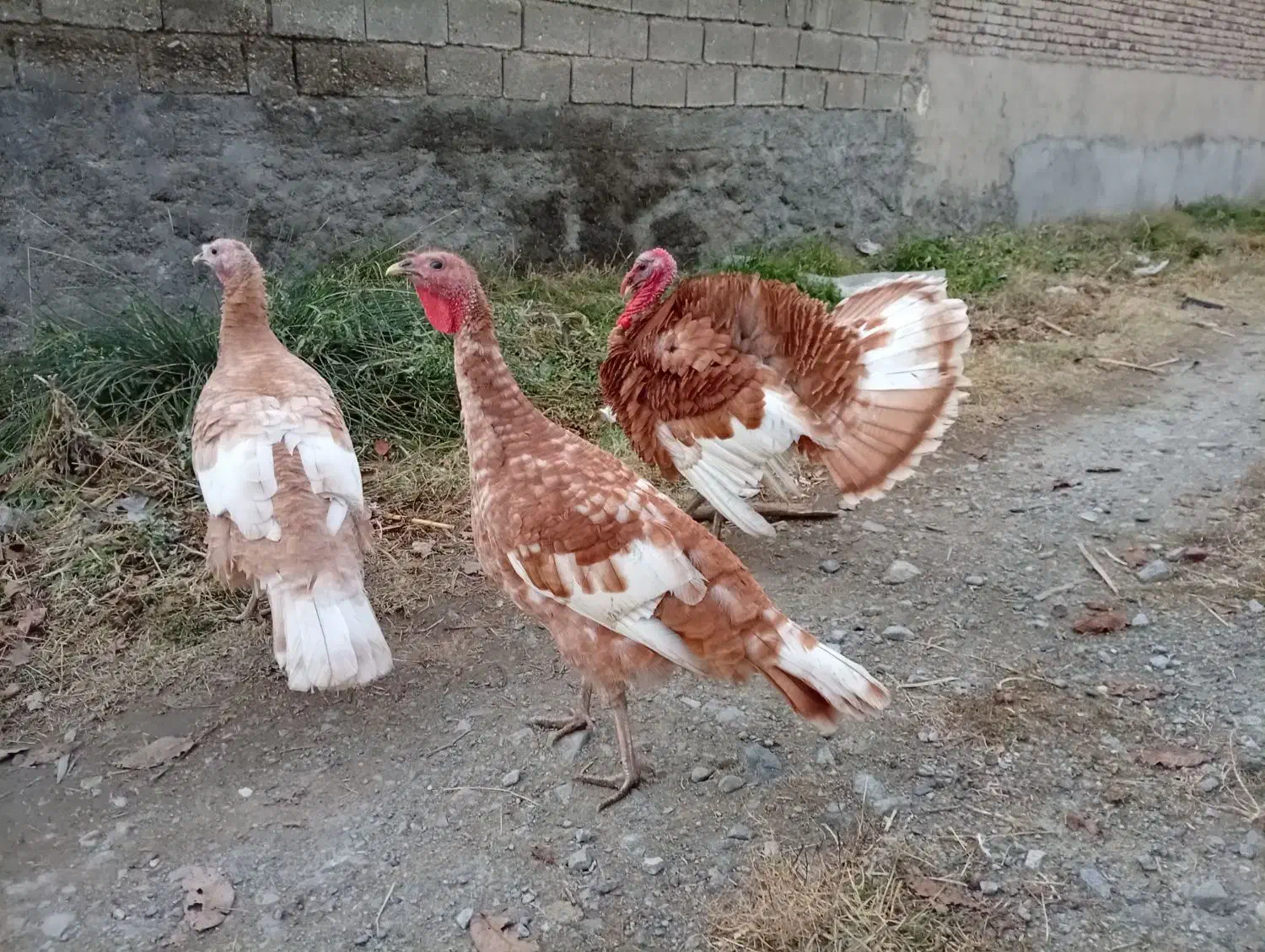 ۳تا بوقلمون  خوشگل اماده تخم گذاری|حیوانات مزرعه|محمدبار, |دیوار