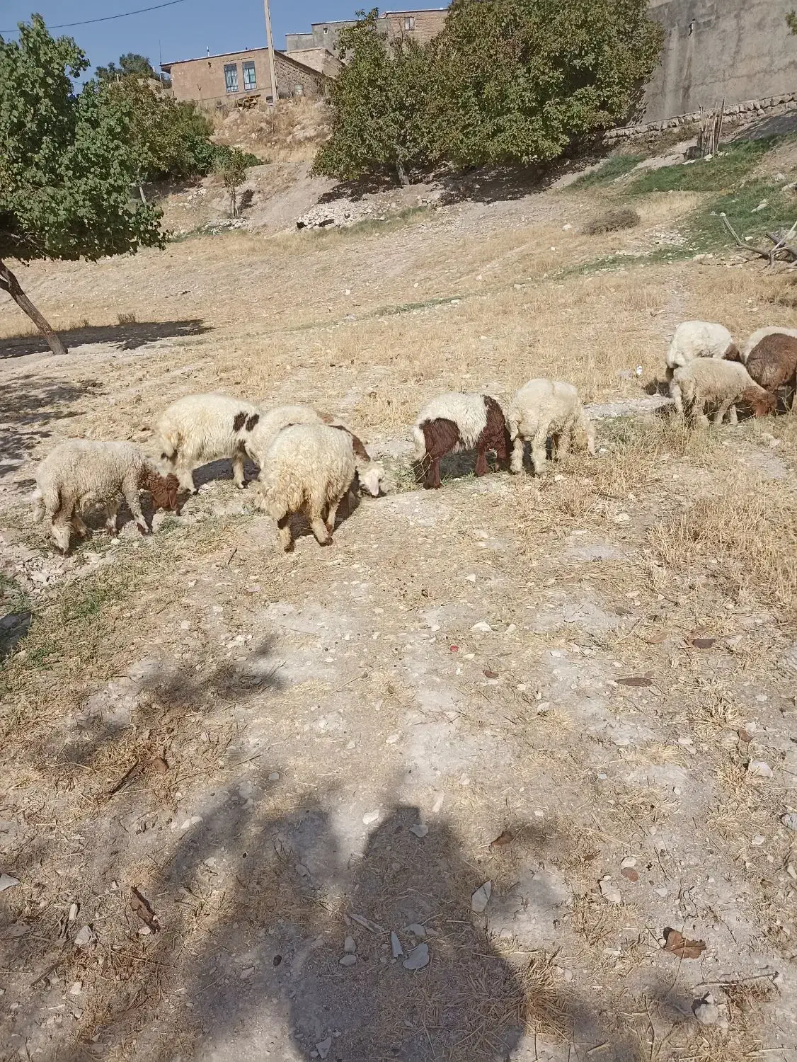 کاور ماده|حیوانات مزرعه|سیوان, |دیوار