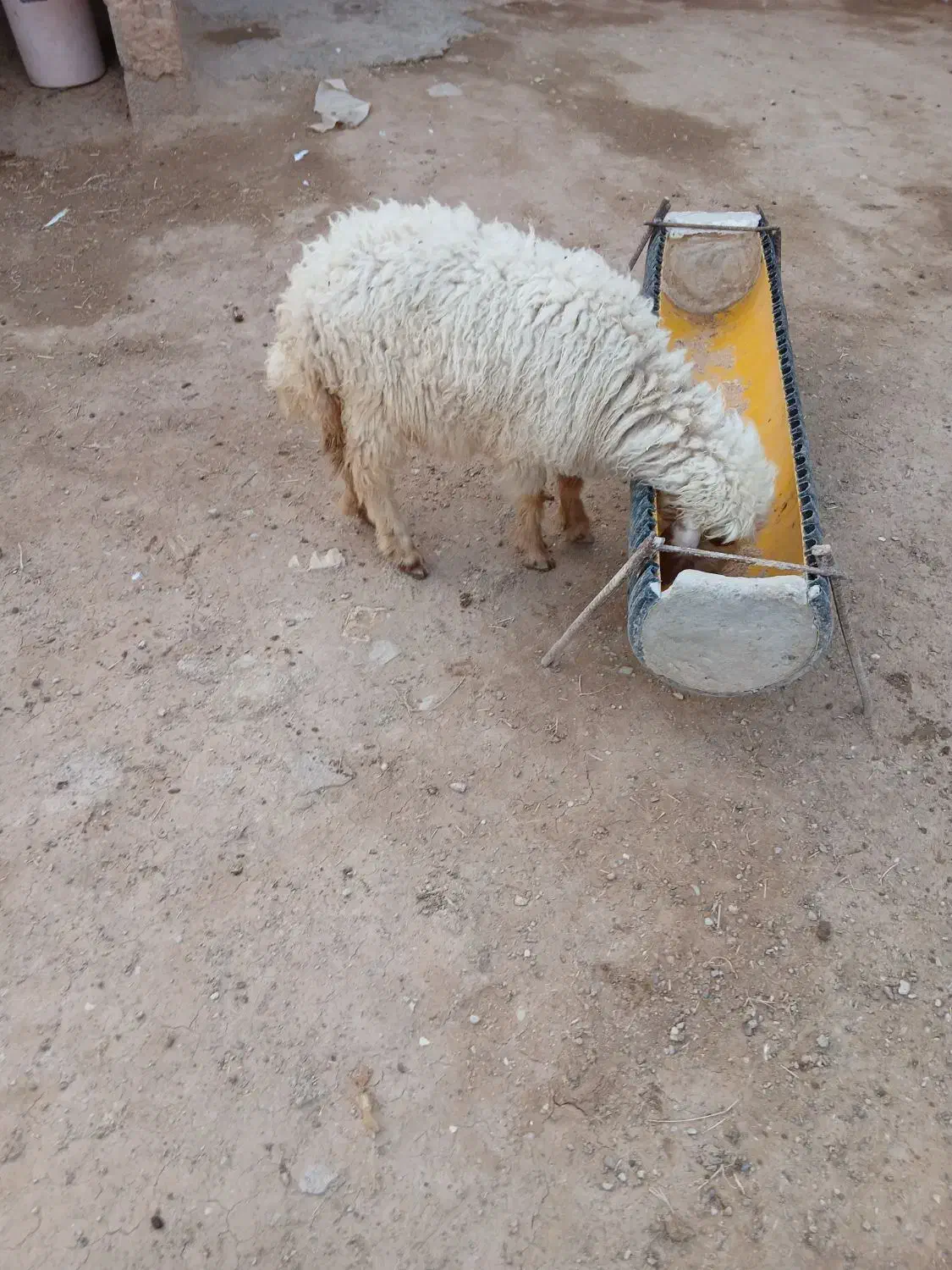 دو عدد بره سفید رنگ ماده دارم|حیوانات مزرعه|رامشیر, |دیوار