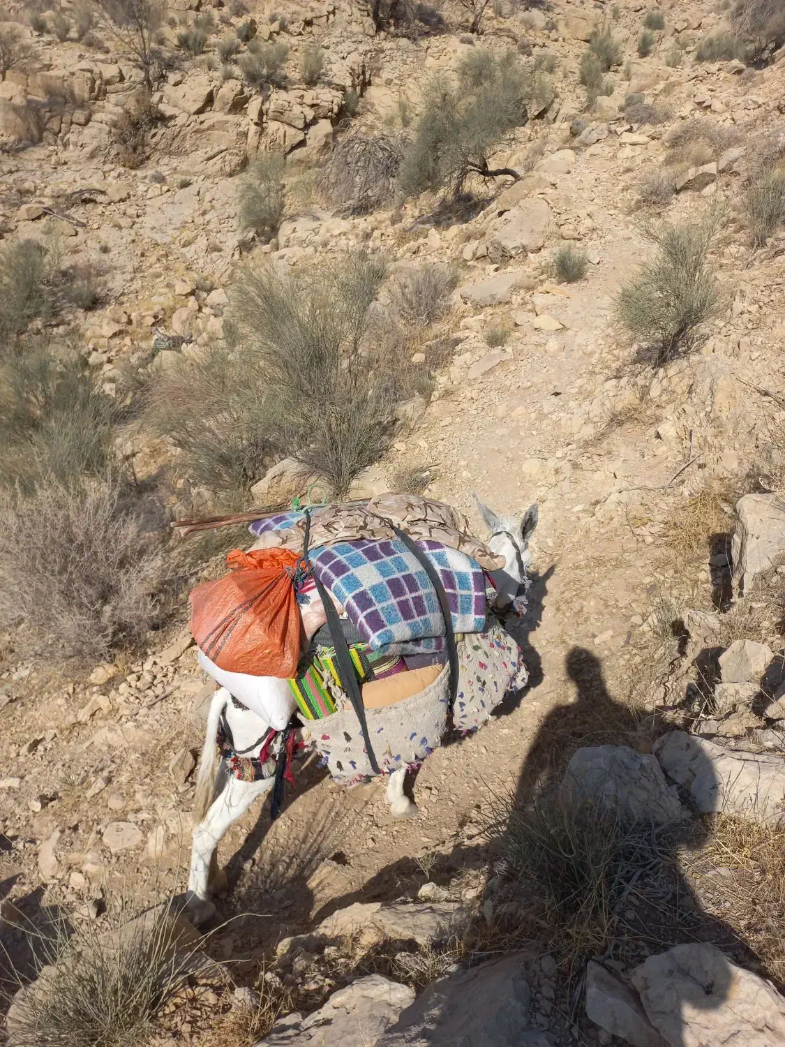 الاغ نر پنج ساله|حیوانات مزرعه|جره و بالاده, |دیوار